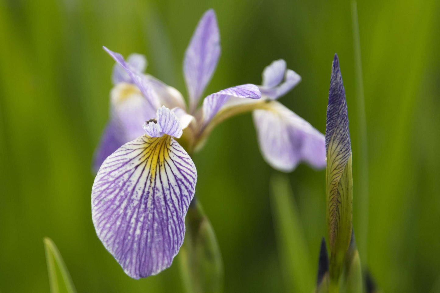 Iris versicolor - Gerald Darby - Marginal Pond Plants - MP062