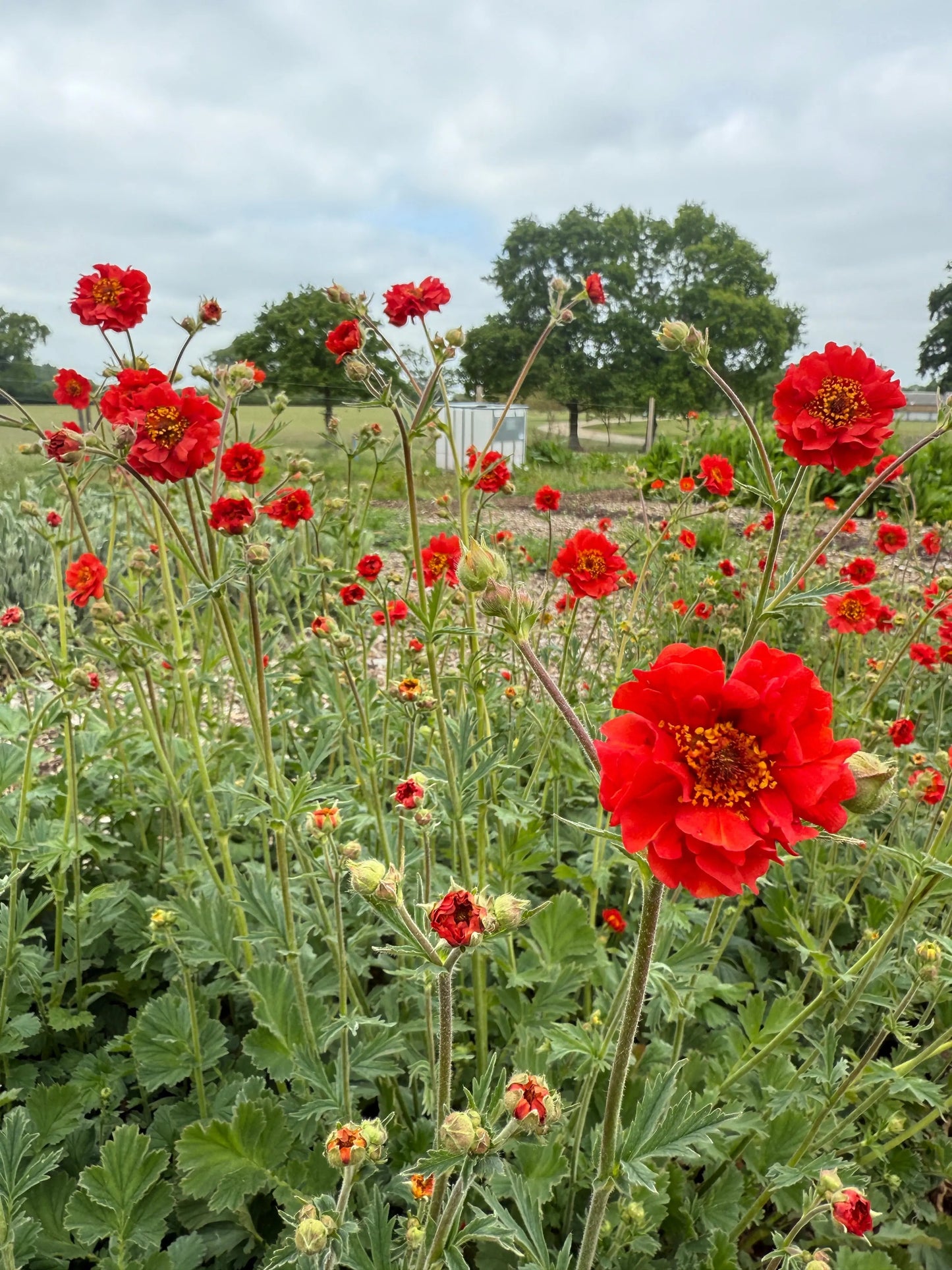 Geum Mrs Bradshaw