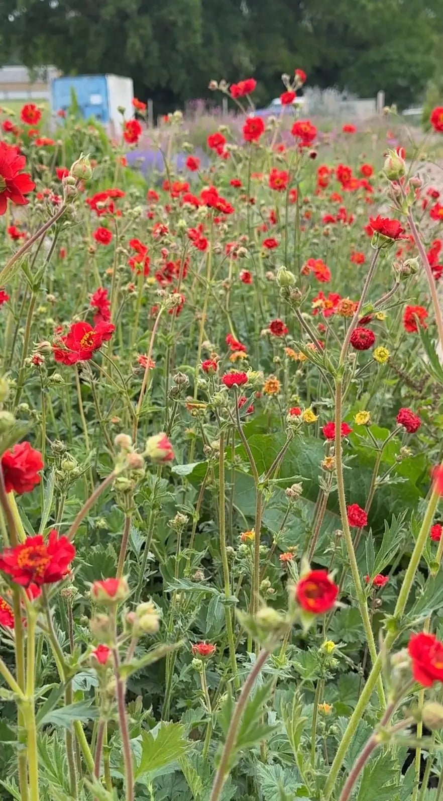 Geum Mrs Bradshaw