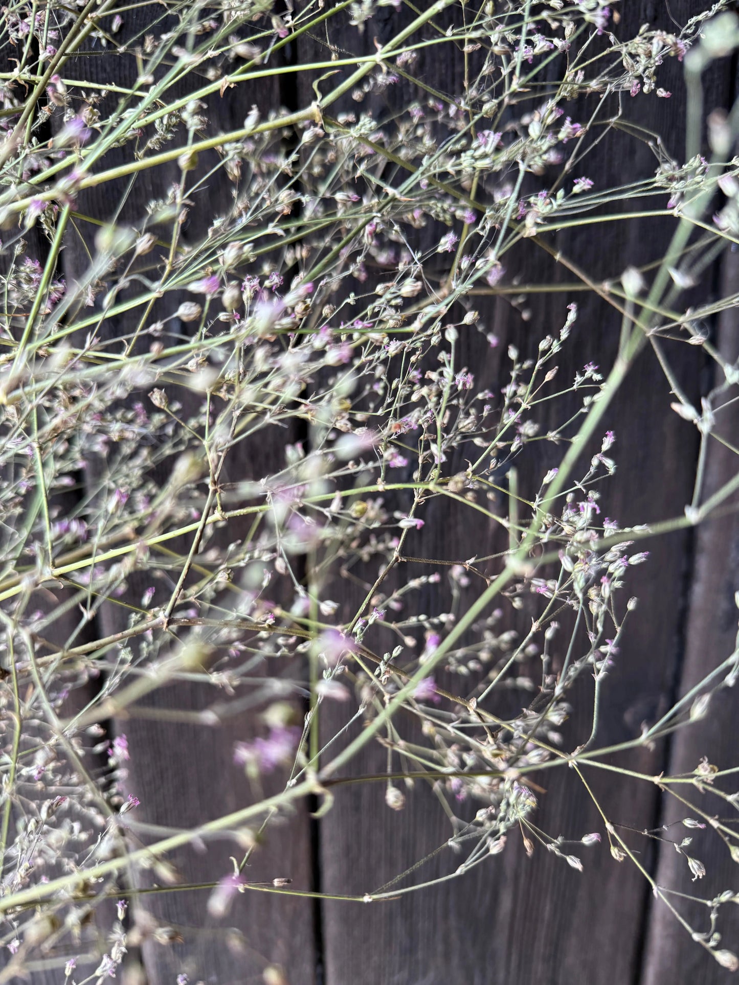 Gypsophila Pink Dried