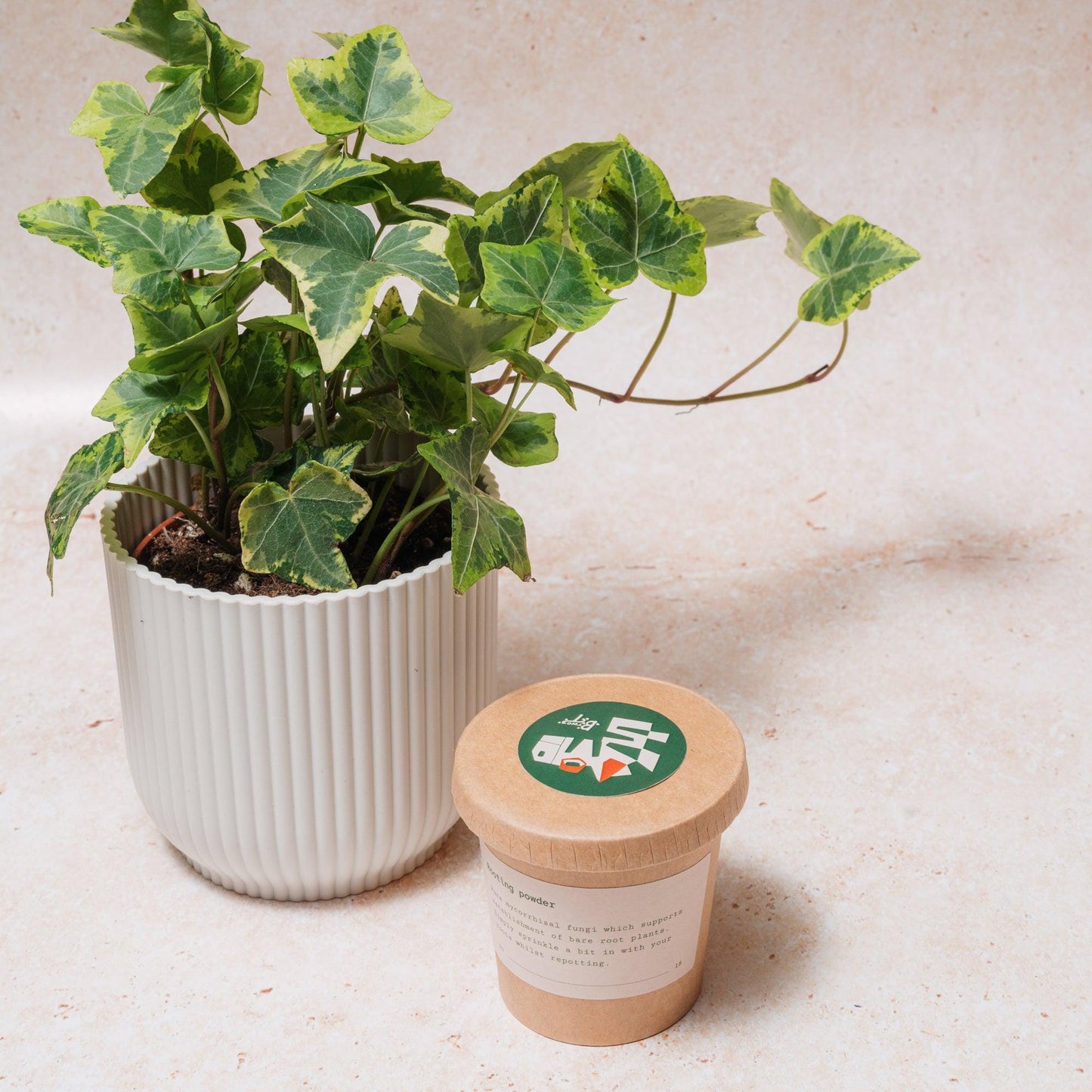 Rooting powder