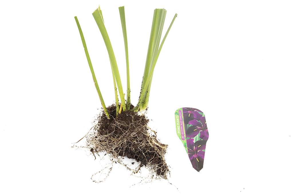 Iris louisiana 'Black Gamecock' - Marginal Pond Plants - MP052