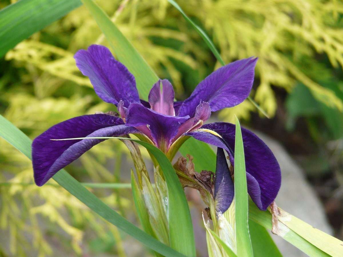 Iris louisiana 'Marie Gallais' - Marginal Pond Plants - MP055