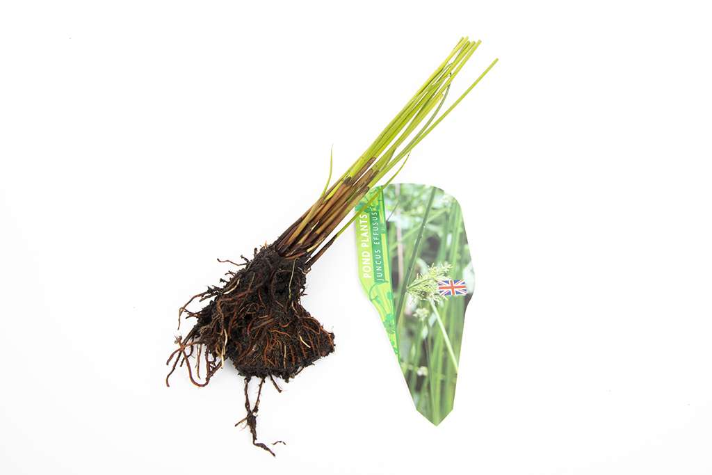 Pond Starter & top up Packs - Oxygenating - Compost and Pots