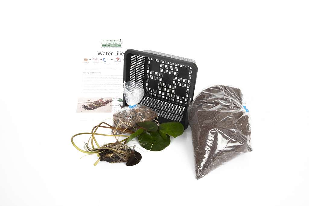 Paranee Water Lily - Pond Plants - MW32