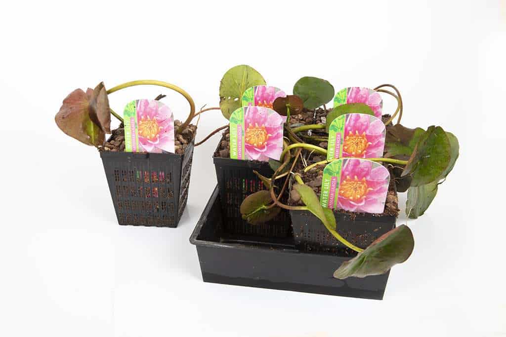 Laydekeri Fulgens Water Lily - Pond Plants - DW04