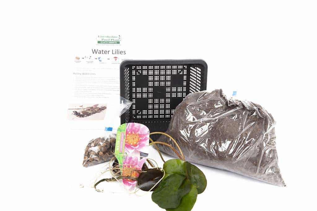 Xue Fei water lily - pond plants - DW11