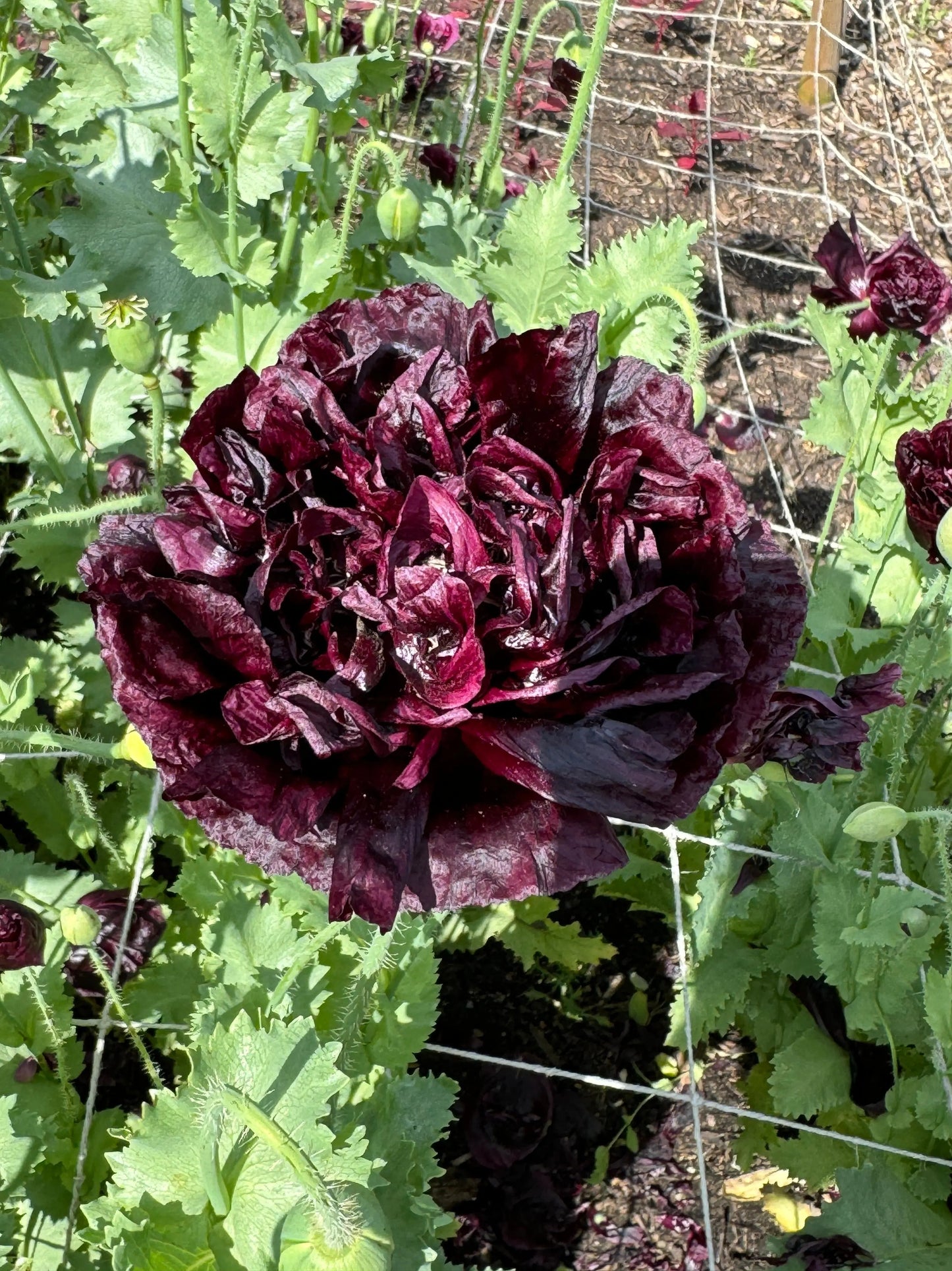 Poppy Black Peony