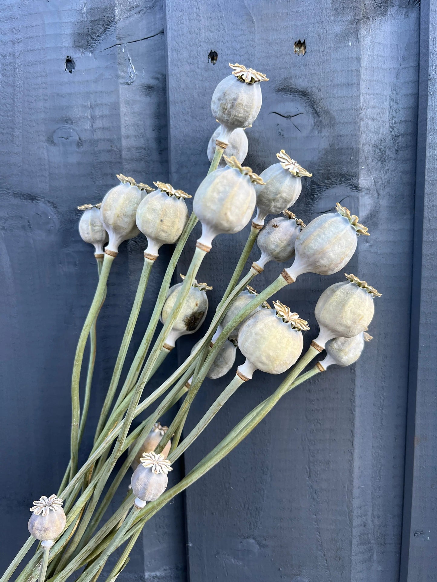 Poppy Heads Dried (Large)
