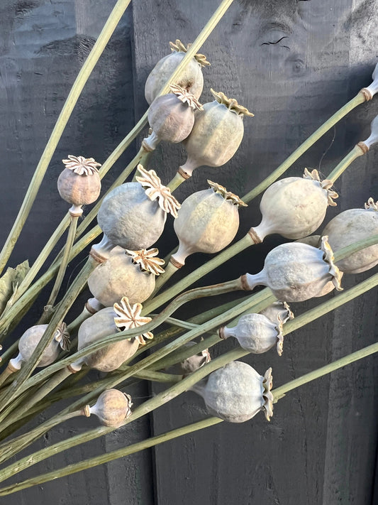 Poppy Heads Dried (Large)