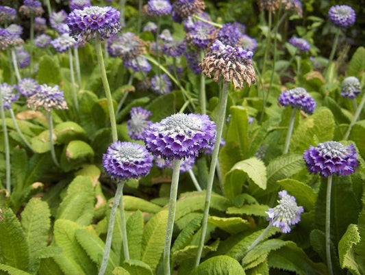 Primula Capitata - Marginal Pond Plants - BP095