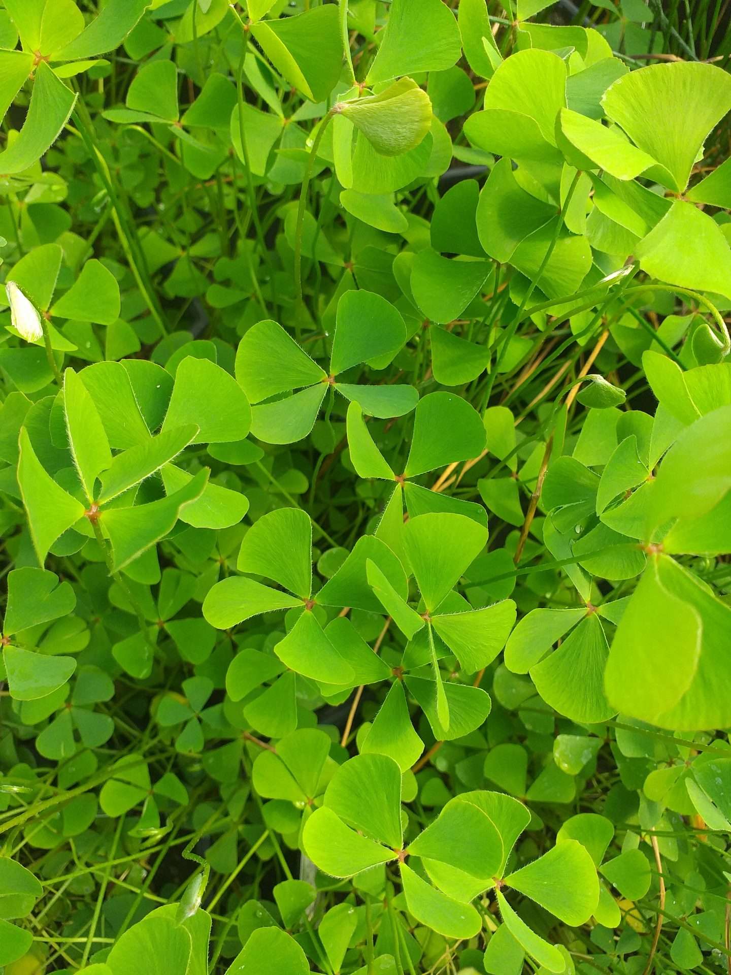 Marsilea quadrifolia (Water shamrock or Upright water clover) - Marginal Oxygenating Pond Plants - OX014