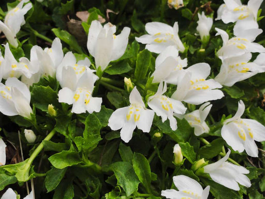 Mazus reptans 'Albus' (White marshflower) - Marginal Pond Plants - BP082