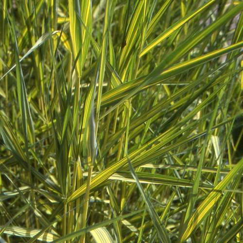 Phragmites australis 'Variegatus' - Marginal Pond Plants - MP091A