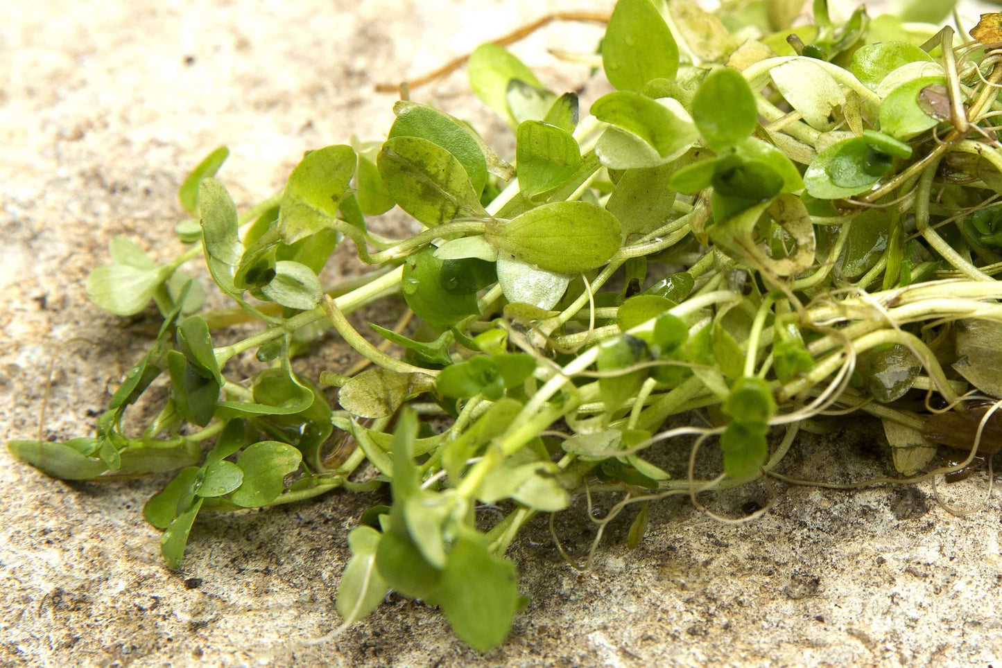 Lincolnshire Pond Plants Frog Pack - FFPL01