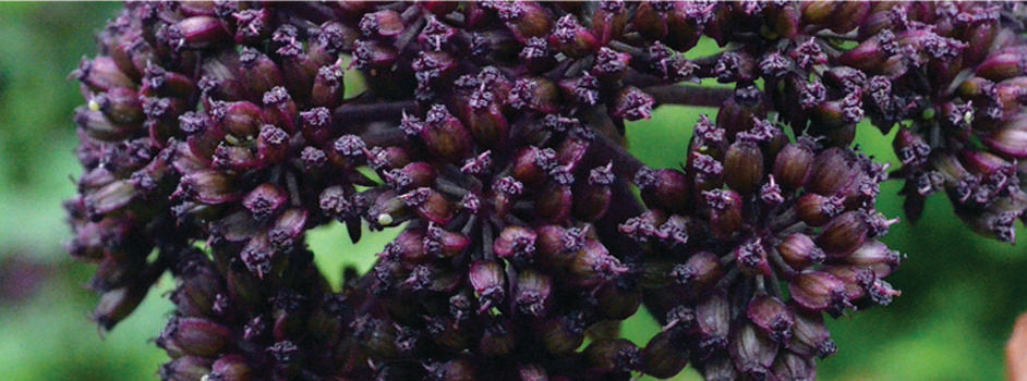 Angelica Gigas - Bog Pond Plants - BP008