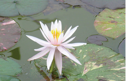 Arc-En-Ciel Water Lily - Pond Plants - LW01
