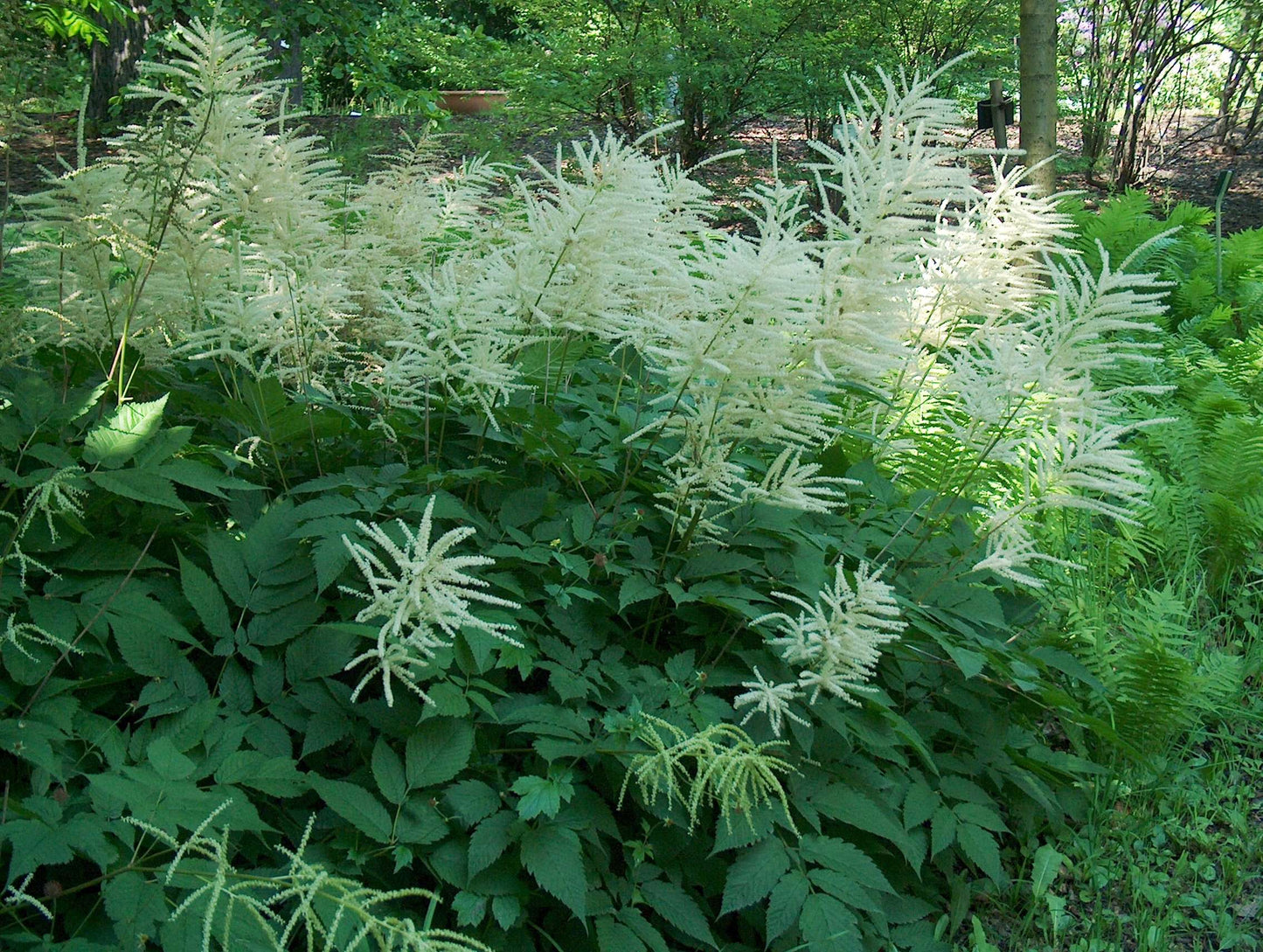 Aruncus dioicus - Bog Pond Plants - BP010