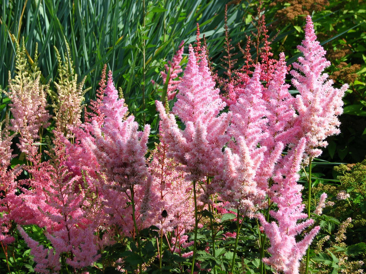 Astilbe Pink (Erika) - Bog Pond Plants - BP013