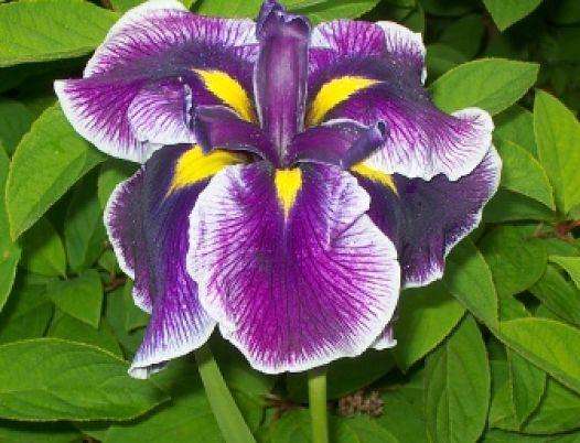 Iris ensata 'Crystal Halo' - Marginal Pond Plants - BP052A
