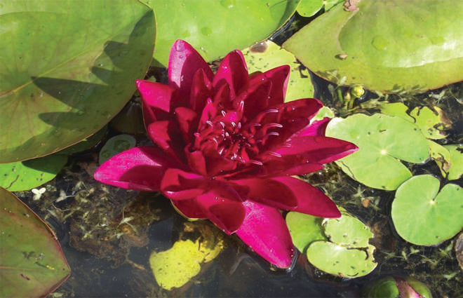 Burgundy Princess Water Lily - Pond Plants - DW01
