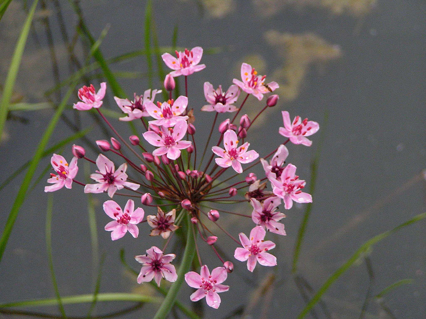 Lincolnshire Pond Plants Frog Pack - FFPL01