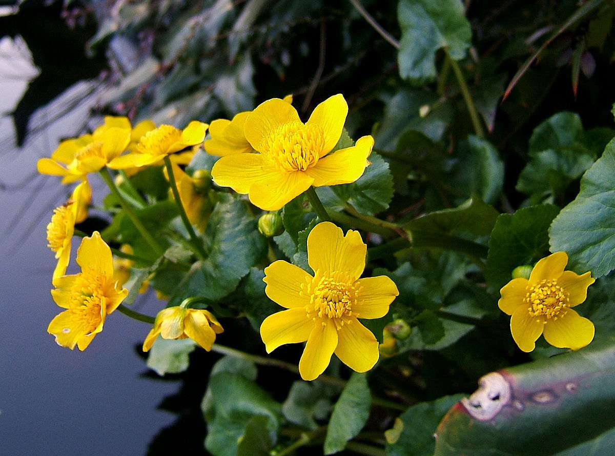 Lincolnshire Pond Plants dragonflies & damselflies  Marginal 8 Pack - DD801