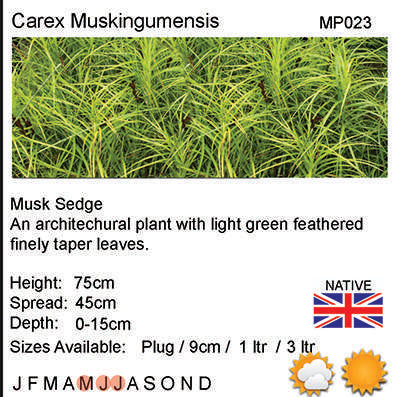 Carex muskingumensis (Oehm) - Marginal Pond Plants  - Pond Plants - Water Plants - MP024