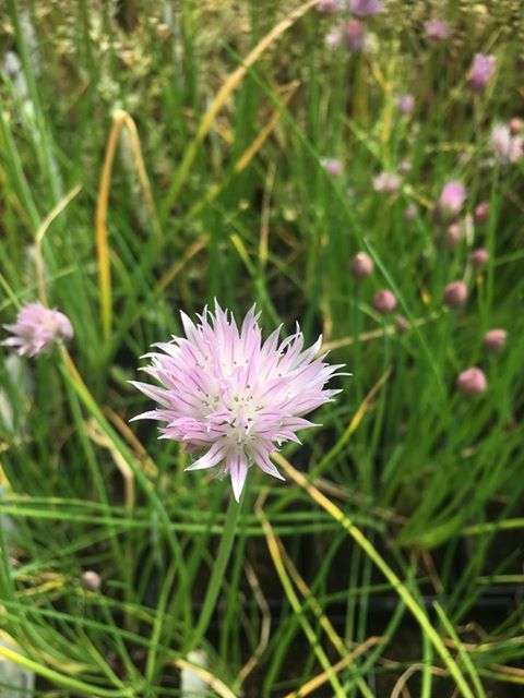 Allium schoenoprasum (Chives) - Bog Pond Plants - BP005