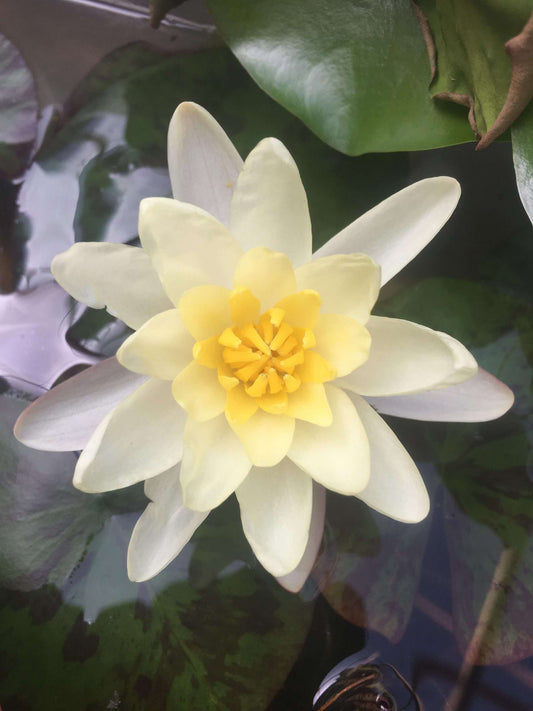 Chromatella Water Lily - Pond Plants - LW05