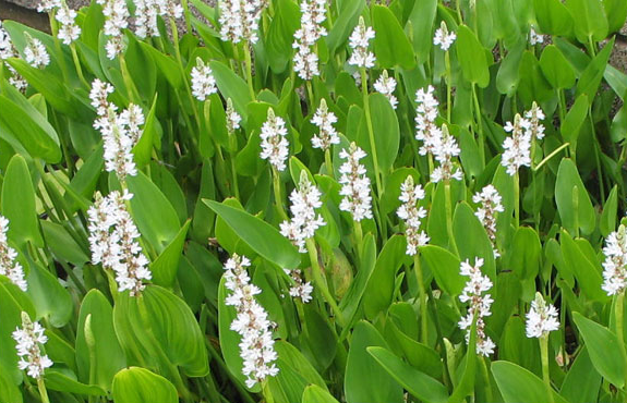 Pontederia cordata 'Alba' (White pickerel weed) - Marginal Pond Plants - MP093