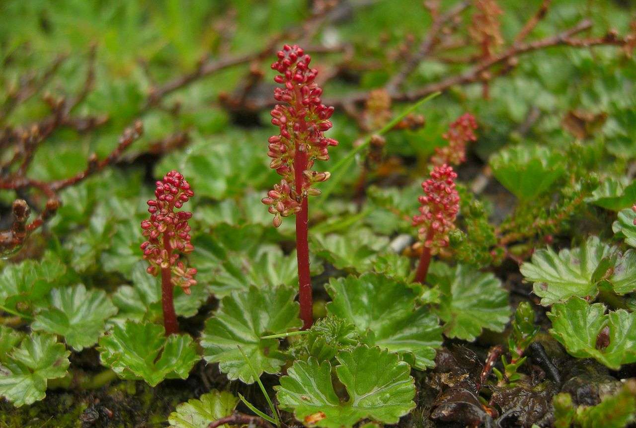 Gunnera magellanica (Devil's strawberry) - Marginal Pond Plants - BP043