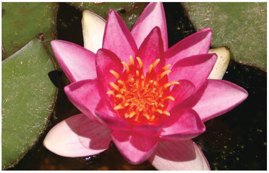 Ellisiana Water Lily - Pond Plants - DW03