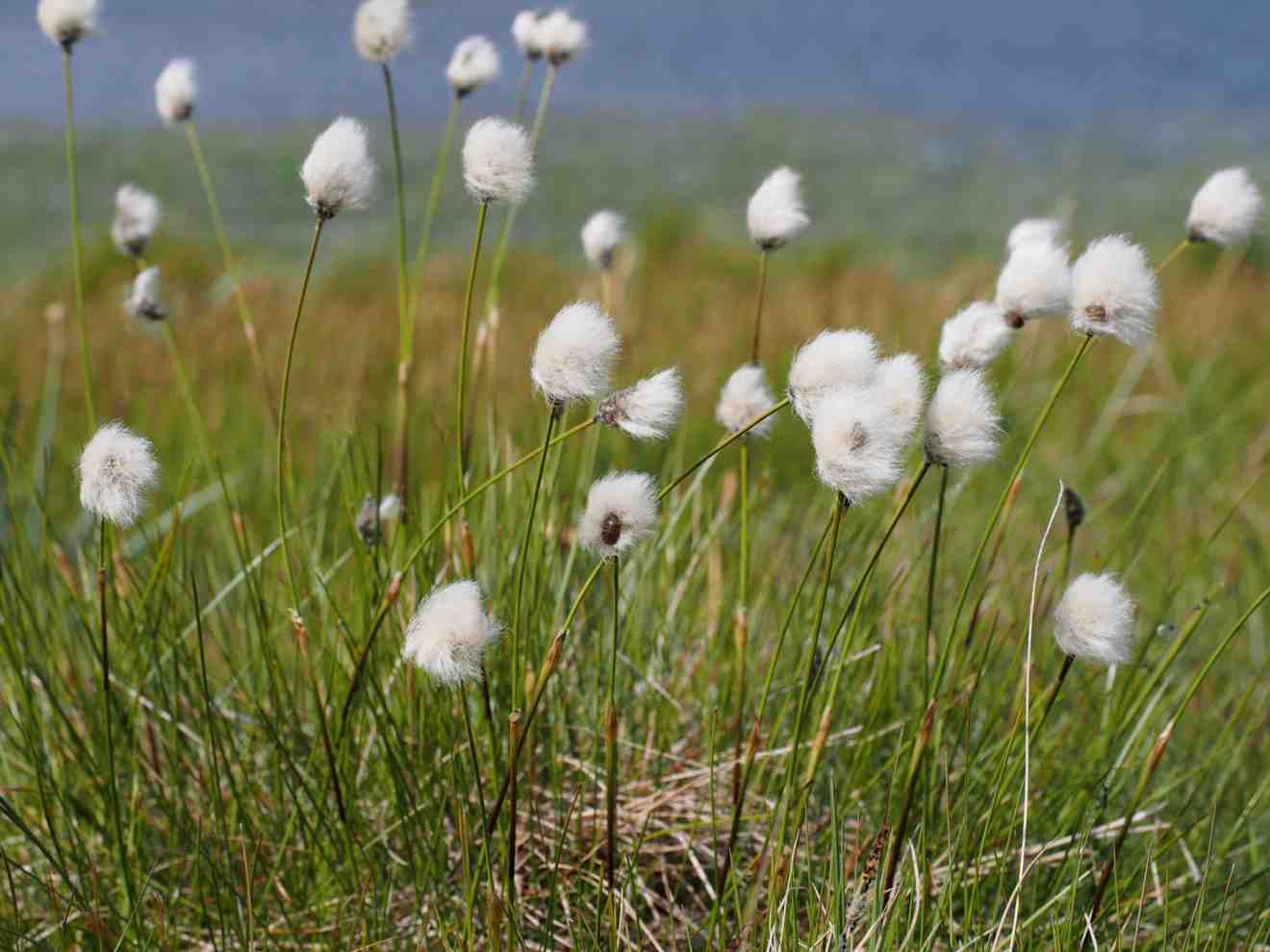 Eriophorum scheuchzeri - Marginal Pond Plants - MBP037
