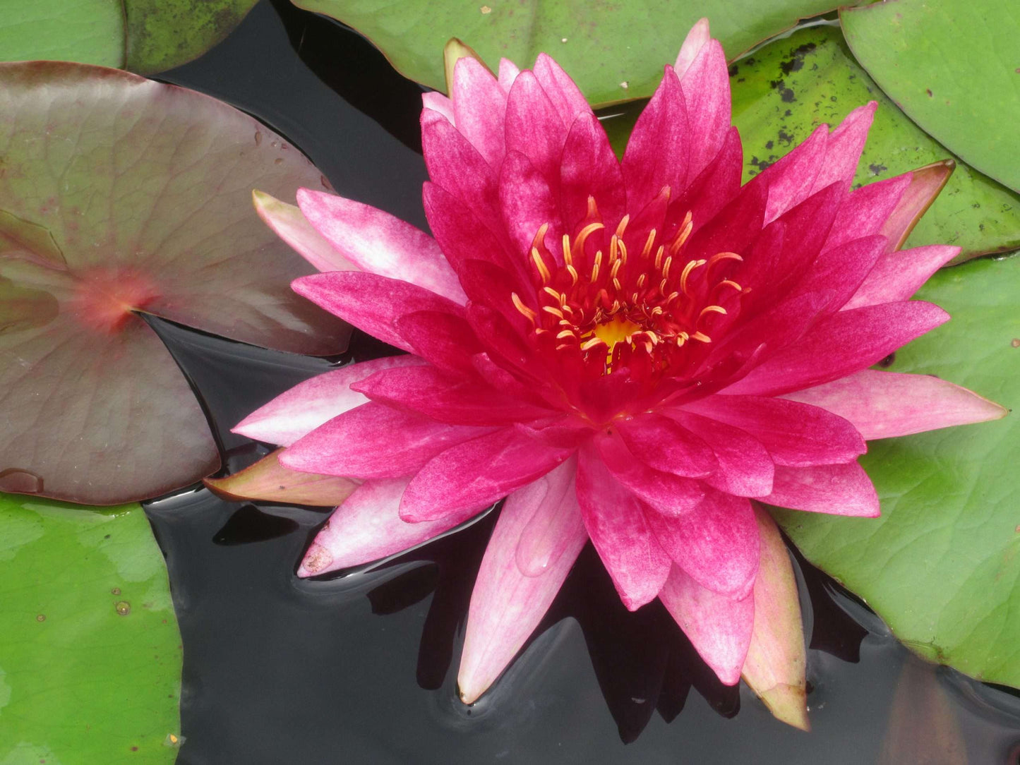 Lincolnshire Pond Plants Frog Pack - FFPL01
