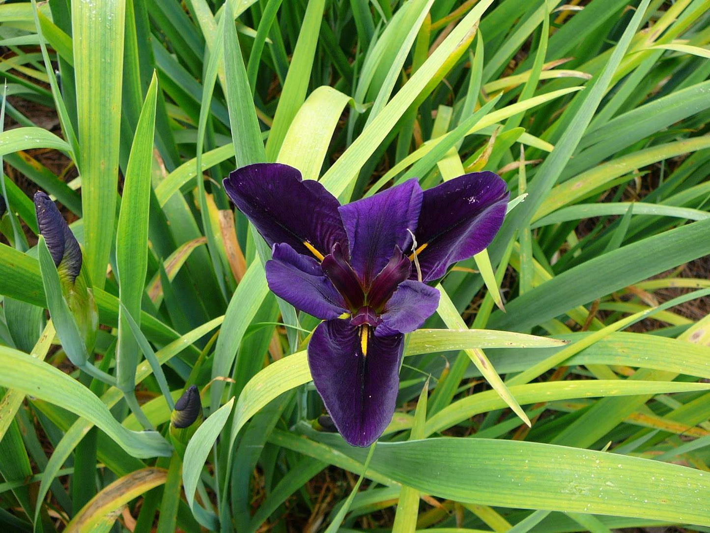 Lincolnshire Pond Plants Frog Marginal 8 Pack - FF801