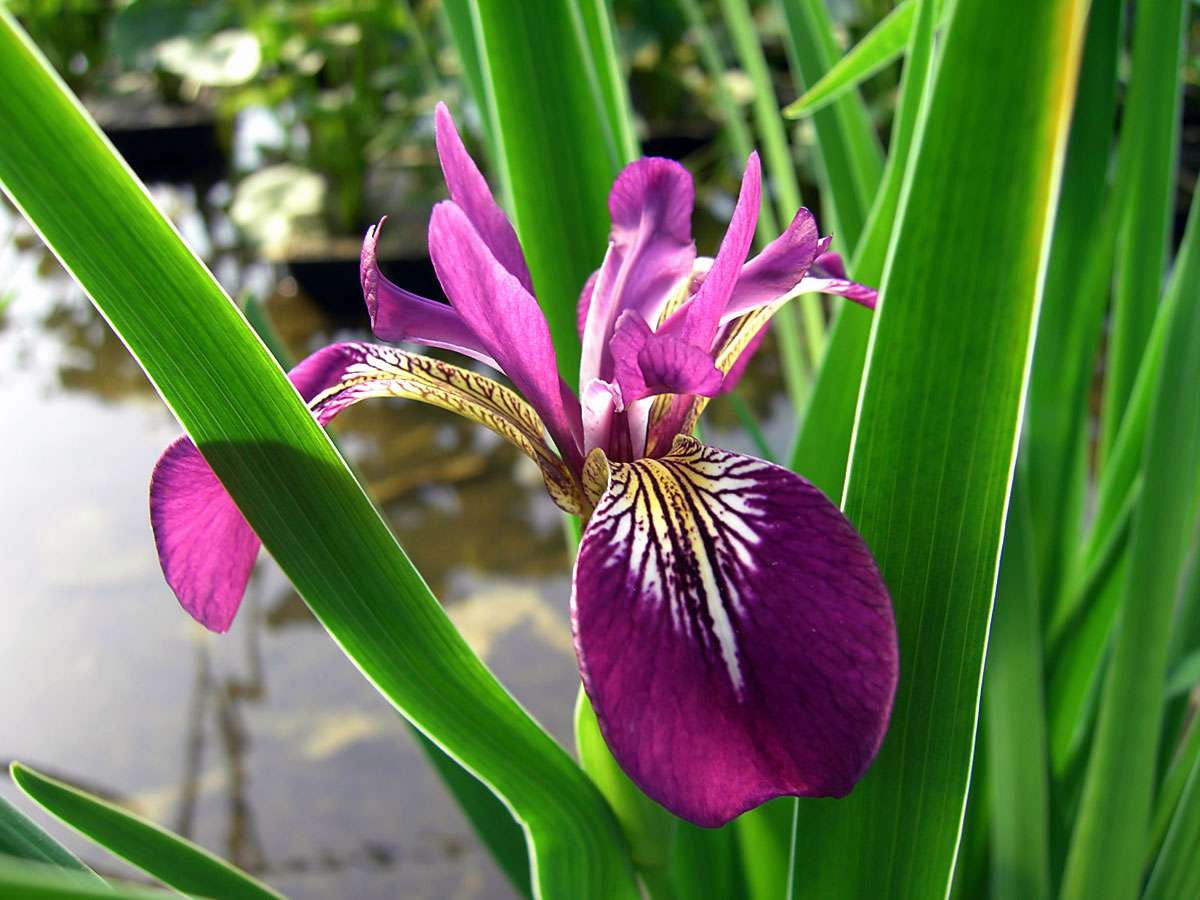 Lincolnshire Pond Plants Frog Pack - FFPL01
