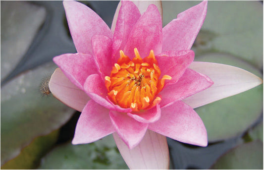 Laydekeri Lilacea Water Lily - Pond Plants - DW05
