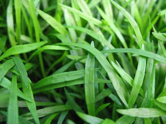 Lilaeopsis brasilensis (Brazilian micro sword) - Marginal Oxygenating Pond Plants - OX012