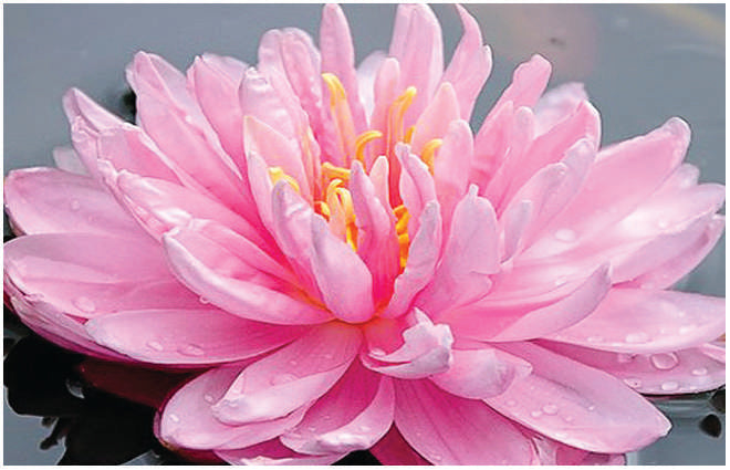 Lily Pons Water Lily - Pond Plants - LW13