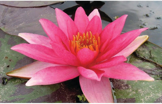 Lucida Water Lily - Pond Plants - SW05