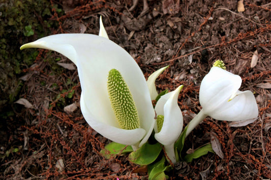 Lysichiton camtschatcensis - Marginal Pond Plants - MP072