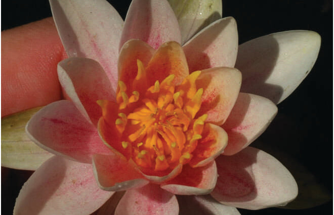 Mary Patricia Water Lily - Pond Plants - DW07