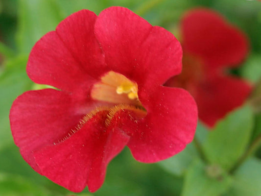 Mimulus cupreus 'Red Emperor' - Marginal Pond Plants - MP080