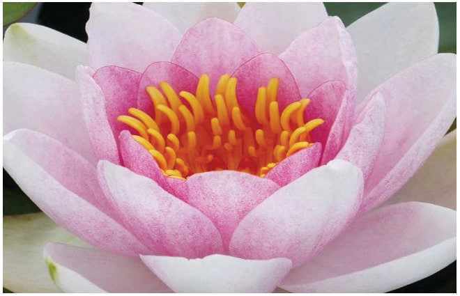 Mrs Richmond Water Lily - Pond Plants - LW18