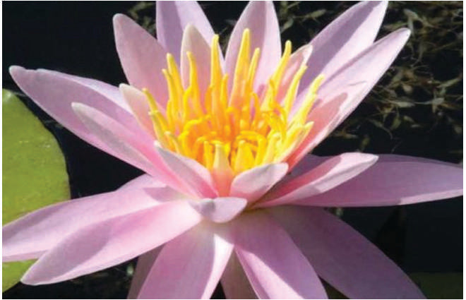Mrs CW Thomas Water Lily - Pond Plants - MW17