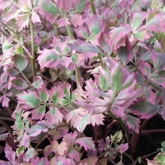 Oenanthe fistulosa 'Flamingo' - Marginal Pond Plants - MBP089