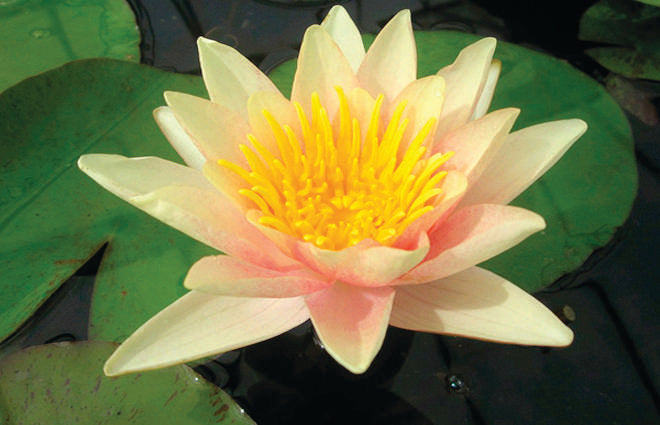 Paul Hariot Water Lily - Pond Plants - LW19