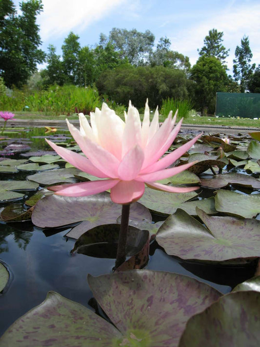 Peach & Cream Water Lily - Pond Plants - LW20