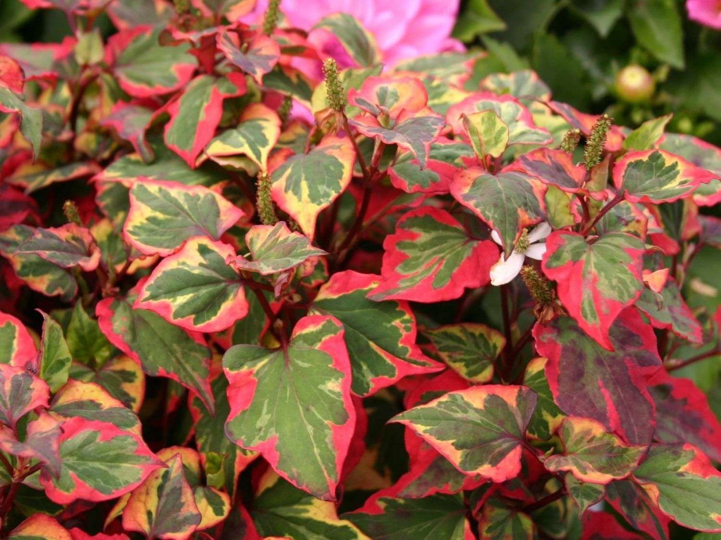 Marginal-Pond-Plants-8-Different-Varieties-Perfect-for-Bees-amp-Other-Pollinatin